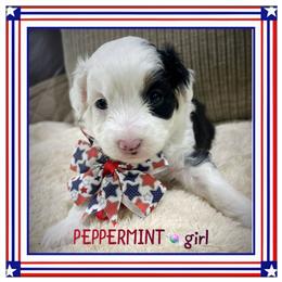 Peppermint - Black tri-color female Aussiedoodle puppy in Houston, Texas from Jomelkin Furry Pals