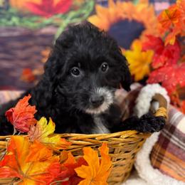 Athena (Black Collar) - Black female Goldendoodle puppy in Lake Panasoffkee, Florida from Donnas Deluxe Doodles LLC