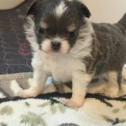 Charlie - Blue and tan male Chihuahua puppy in Newport Beach, California from Exotic City Pomeranians and chihuahuas