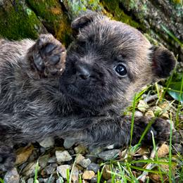 Sully - Black brindle male Cairn Terrier puppy in St. Joseph, Missouri from Stone & Thistle Cairn Terriers