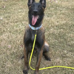 Belgian Malinois Puppies from Fromage Malinois