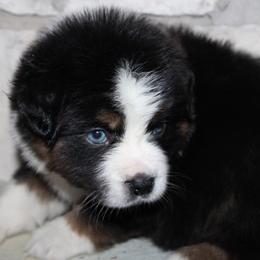 Erin - Black tri-color female Australian Shepherd puppy in Colorado Springs, Colorado from Rocky Mountain Aussies