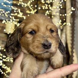 Flynn Rider - Sable male Dachshund puppy in Johnstown, Pennsylvania from Boyer’s Dachshunds