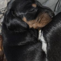 Dachshund Puppies from Sally Lego