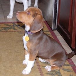 Piper - Beagle