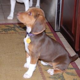 Piper - Beagle