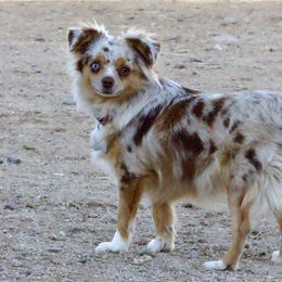 Ackley - Toy Australian Shepherd