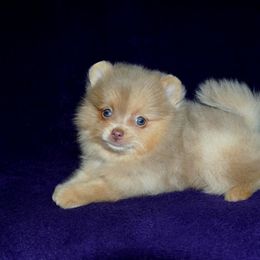 Pomeranian Puppies from Beau Joli Pomeranians