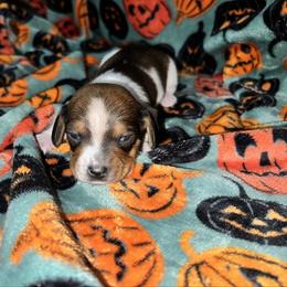 Max - Red male Dachshund puppy in La Junta, Colorado from Royal King’s Mini Dachshunds