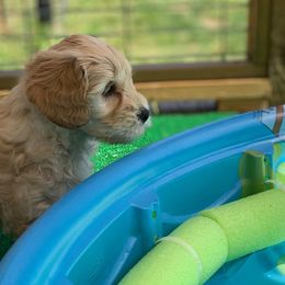 Australian Labradoodle Puppies from Integrity Labradoodles