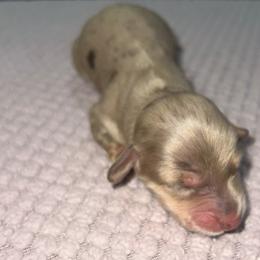 Carmelo - Dapple male Dachshund puppy in El Cajon, California from Lisa Buxton