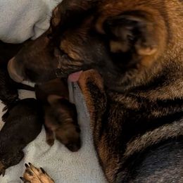 Boy 3 - Sable male German Shepherd puppy in Springtown, Texas from Odom's German Shepherds