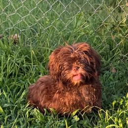 Pip - Chocolate female Shih Tzu puppy in Milford, Delaware from Spunky Shih-Tzus Delaware (Spunky Shih-Tzus)
