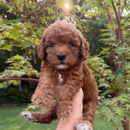 Duke - Red male Cavapoo puppy in Midland, North Carolina from Rocky River Cavapoos