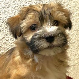Havanese from Herds Of Havanese