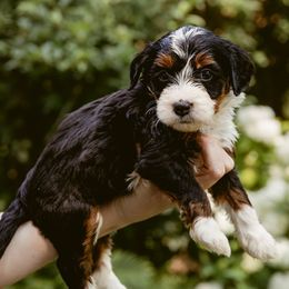 Rolo - Tri-color male Bernedoodle puppy in Denver, Pennsylvania from Greenview Puppies