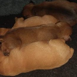 Miniature Pinscher Puppies from Davilg Min Pins