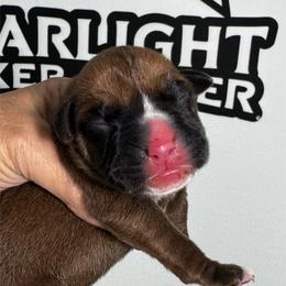Mr Purple - Fawn male Boxer puppy in Palm Coast, Florida from Starlight Boxer Corner
