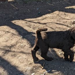 Labradoodle Puppies from Caldron Falls Doodles and Poodles
