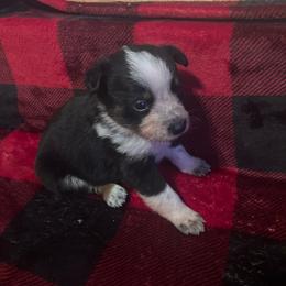 Hersey - Blue male Australian Cattle Dog puppy in Lancaster, Minnesota from Weleski Chocolate Heelers