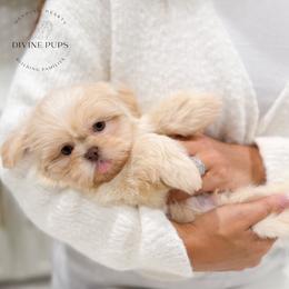 Emrick - White male Shih Tzu puppy in League City, Texas from Divine Pups