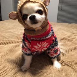 Chihuahua Puppies from Calmont