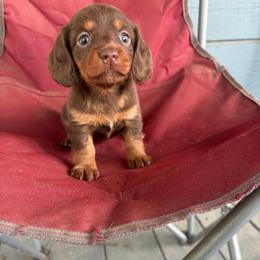 Flower - Chocolate and tan female Dachshund puppy in Conroe, Texas from Dots Dachshunds