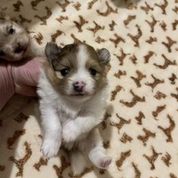 Boy 2 - Chocolate merle male Pomeranian puppy in Maplefalls, Washington from Snow peak poms