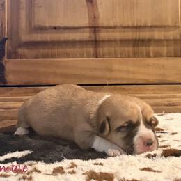 Callie - Red female Pembroke Welsh Corgi puppy in Johnson City, Texas from McCall Creek Corgis