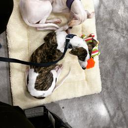 "Watching the Ocala Show at the World Equestrian Center" Whippet All Grown Up from Cheshire Whippets