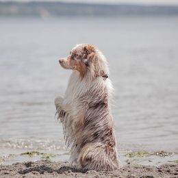 Australian Shepherd All Grown Up from Petrichor Australian Shepherds