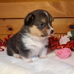 Orion - Black and tan male American Corgi puppy in Gouverneur, New York from St. Lawrence Corgis