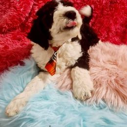Sheepadoodle Puppies from Mountain View Family Doodles