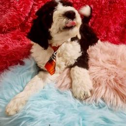 Sheepadoodle Puppies from Mountain View Family Doodles