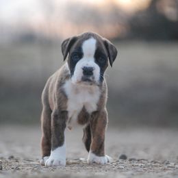 Boxer and Cane Corso Puppies from Soaring Royalty Canines LLC