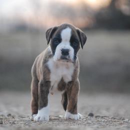 Boxer and Cane Corso Puppies from Soaring Royalty Canines LLC