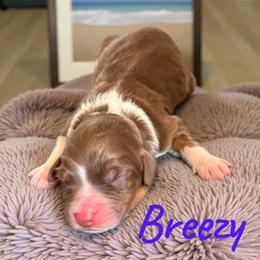 Breezy - Red tri-color female Aussiedoodle puppy in Ellenburg Center, New York from Kristin's Puppies