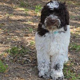 Green Ferrero - Chocolate Australian Labradoodle puppy in San Antonio, Texas from HighStar ALD, Inc.