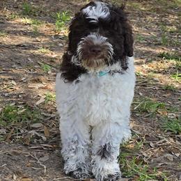 Green Ferrero - Chocolate Australian Labradoodle puppy in San Antonio, Texas from HighStar ALD, Inc.