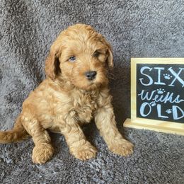 Goldendoodle Puppies from Simply Mini Goldendoodles