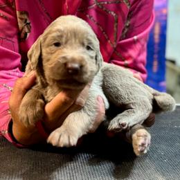Red - Silver gray male Weimaraner puppy in Aitkin, Minnesota from Whispering’s GunDogs