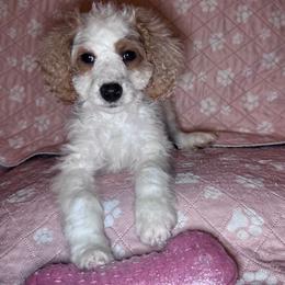 Sugar - Blenheim female Cavapoo puppy in Austin, Texas from Doodles of Central Texas
