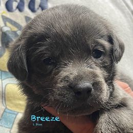 Breeze - Dilute Retriever puppy from Chickentown Labradors