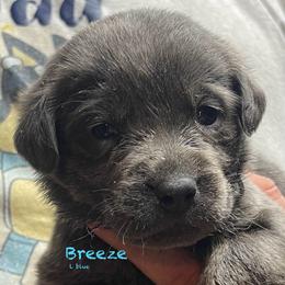Breeze - Dilute Retriever puppy from Chickentown Labradors
