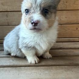 Boy 3 - Blue merle and white male American Corgi puppy in Pioneer, Michigan from Country Corners Corgis