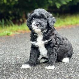 Portuguese Water Dog Puppies from Top Notch Portuguese Water Dogs