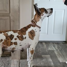 Calliope - Great Dane