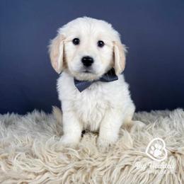 Lenny - White male Companion Cross puppy in Utah County, Utah from Big Hearted Breeders