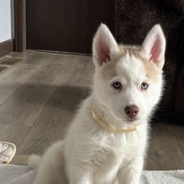 Boy 4 - Tan collar - Sable and white male Siberian Husky puppy in Independence, Wisconsin from Hito's Huskies