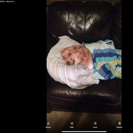 Icelandic Sheepdog All Grown Up from Tri-Star Icelandics